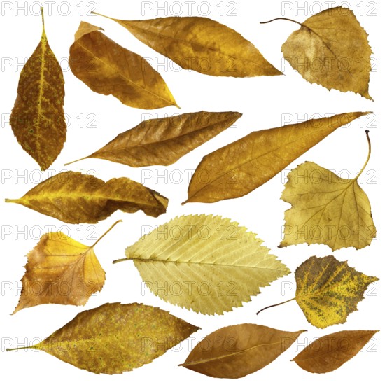 Autumn leaves set. White isolated