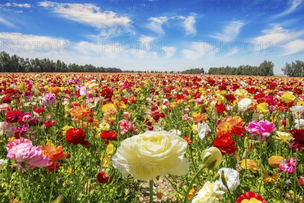 The multicolored garden buttercups in a kibbutz field with a magnificent carpet. Walk in the world of flowers. Windy cloudy day. Israel
