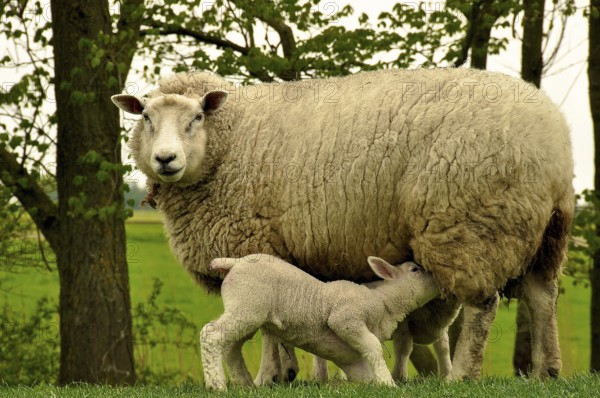 Ewe with lamb