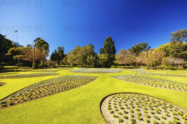BRISBANE, AUSTRALIA - JULY 29 2023: City Botanic Gardens on a clear winter's day in Brisbane, Queensland, Australia, Oceania