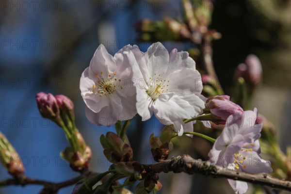Close-up of delicate cherry blossoms with pink buds on a branch in spring, Borken, Münsterland, Germany, Europe