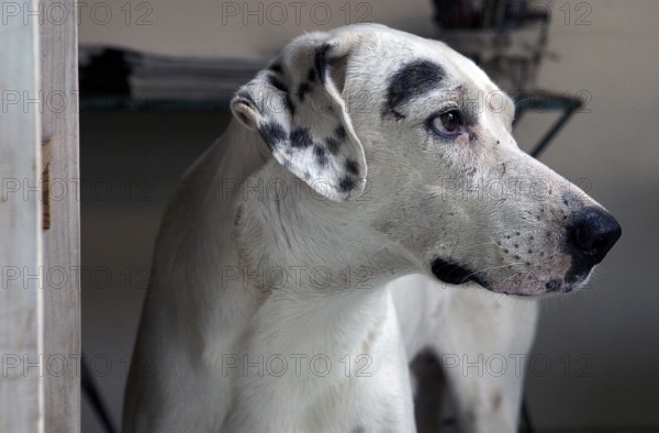 Street dog allowed into a restaurant in Maschwitz Buenos Aires, Argentina 2016