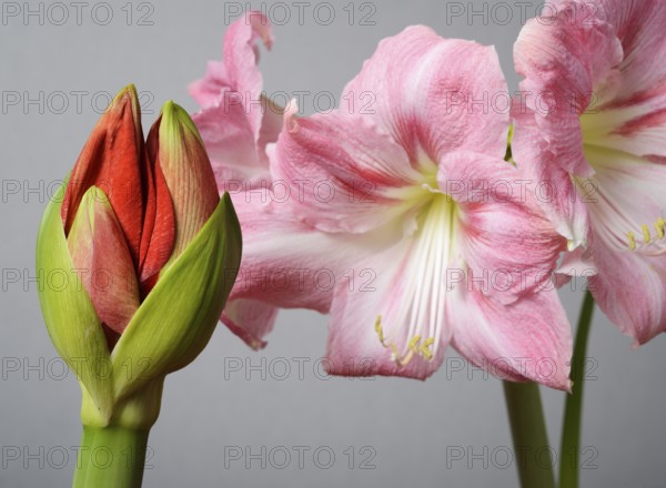 Half open amaryllis bud and amaryllis flowers on a neutral background