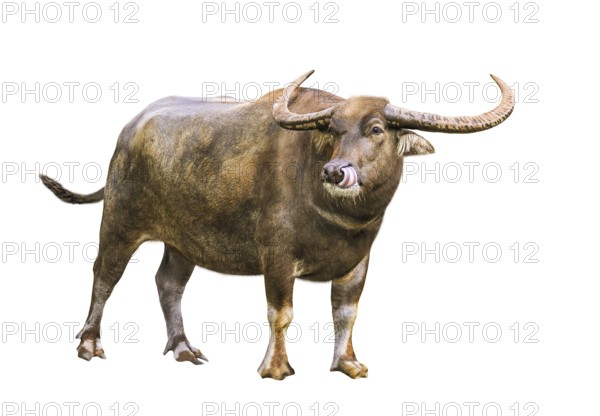 Asian water buffalo with funny tongue isolated on white background and copy space