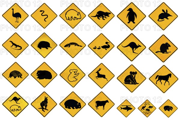 Australian warning signs for wildlife animals: Emu, Echidna, Tasmanian Devil, Wombat, Kangaroo, Penguin, Shark, Ducks Snake Rat Deer reptiles and vehicles. Isolated on white and copy space