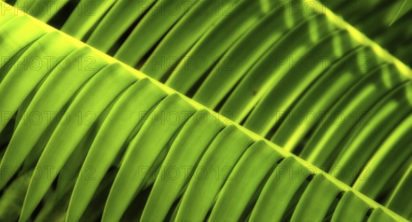 Leaf