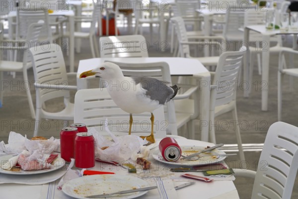 Seagull eating on a restaurant table