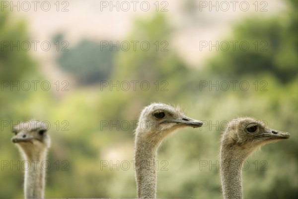 Ostrich portrait outdoor three neck and heads in a row