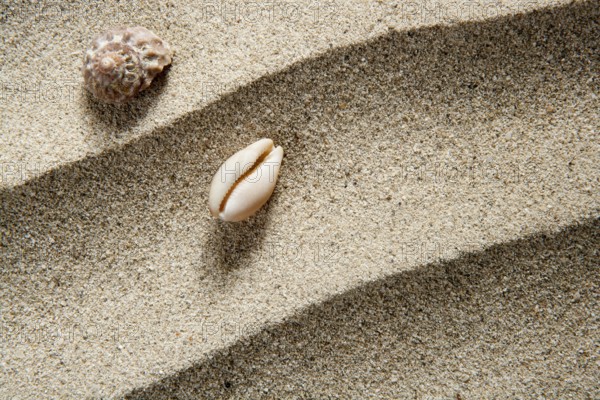 Closeup macro of shell and sea snail over beach sandwith wavy texture such a summer vacation background
