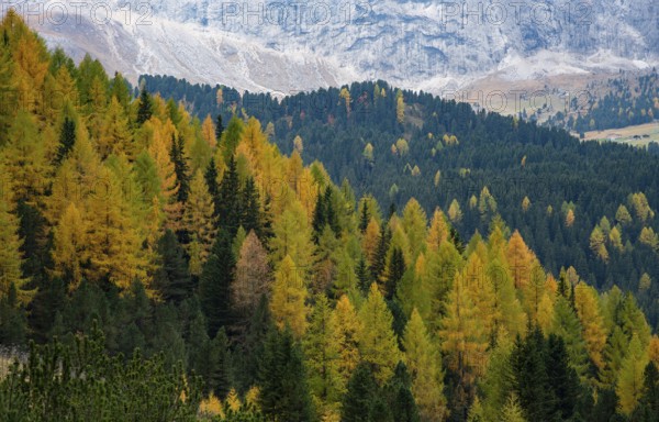 Yellow larches glowing in the forest on the edge of the rocky mountain in autumn. Dolomite Alps, Italy Europe