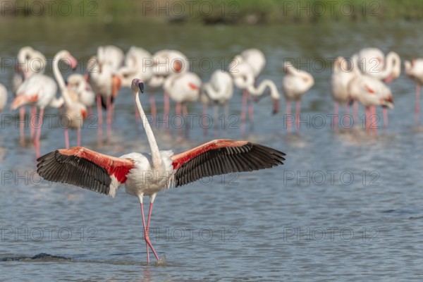 Greater Flamingos (Phoenicopterus roseus) landing in a swamp. Saintes Maries de la Mer, Parc naturel regional de Camargue, Arles, Bouches du Rhone, Provence Alpes Cote d'Azur, France, Europe