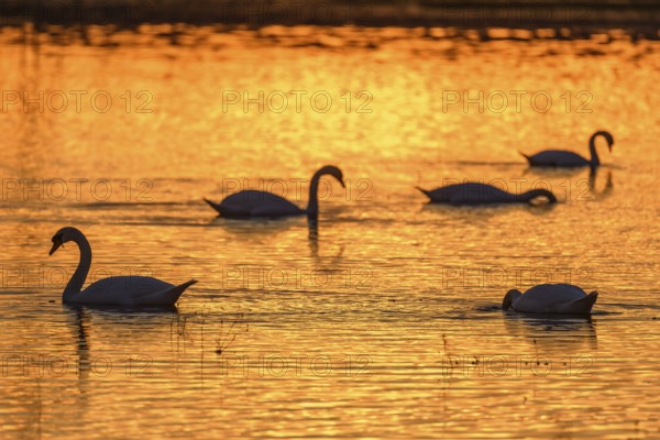 Mute swan (Cygnus olor) silhouette in the water at sunset. Bas-Rhin, Alsace, Grand Est, France, Europe