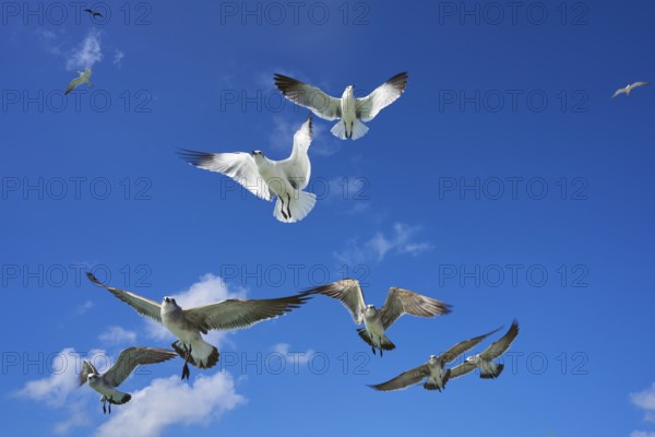 Seagulls sea gulls group flying on blue sky in Caribbean sea