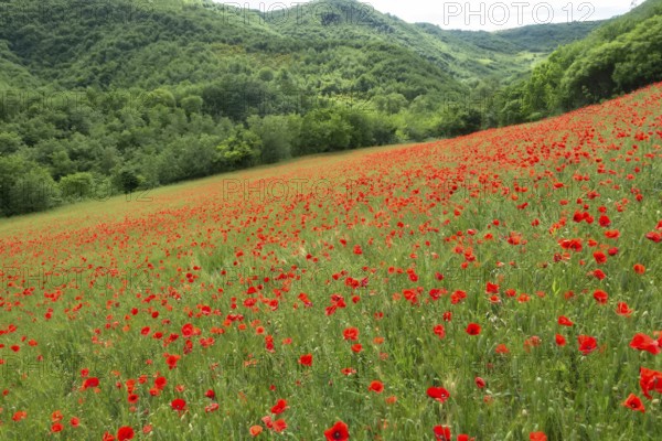 An image of a beautiful poppy field in italy