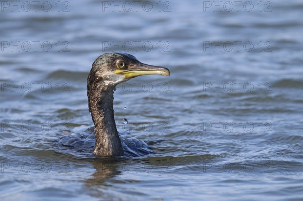 Cormorant, Gulosus aristotelis
