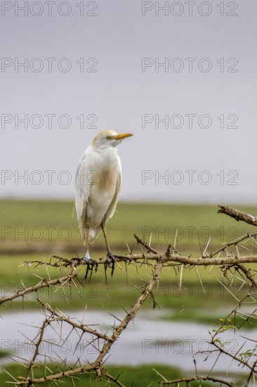 Big white Bird Sitting on a Thorntree in Kenya in Africa