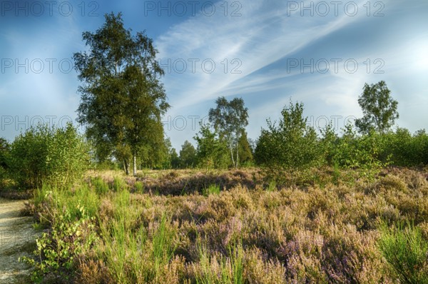 Autumn atmosphere in the nature reserve Trupbacher Heide in Germany with blooming heather at sunrise. Sunrise in Autumn time with violet Erica flowers in Germany