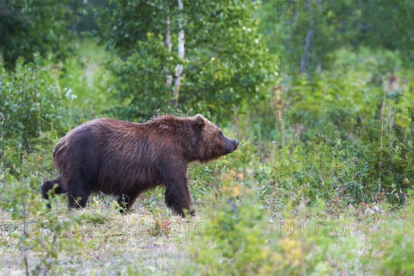 Kamchatka brown bear Ursus arctos piscator in natural habitat, walking in summer woodland. Kamchatka Peninsula, travel destinations for watching wild predators in wild life, active vacation