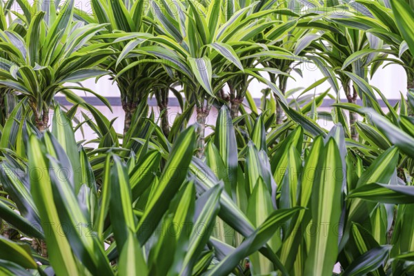 Dracaena fragans, tronco de Brasil, Majorca, Balearic Islands, Spain, Europe