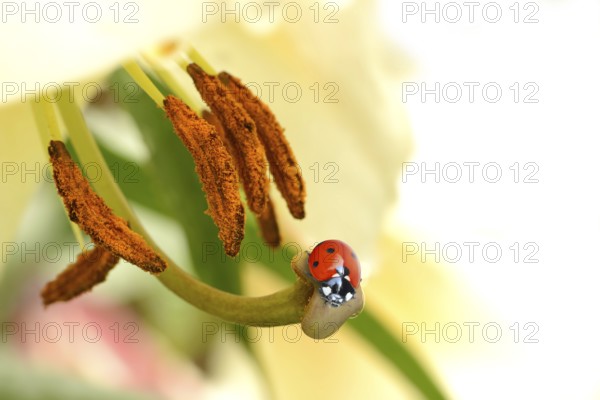 Ladybird