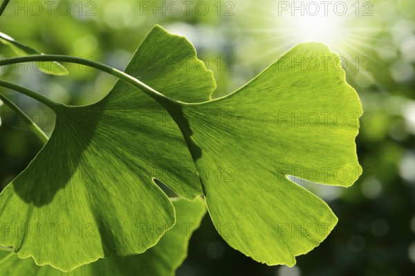 Ginkoblaster