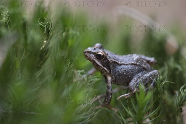 Grass frog (Rana temporaria), small frog hidden in moss, Western Pomerania Lagoon National Park, Germany, Europe