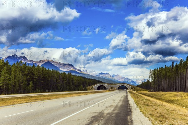Bridge - crossing for animals across the road. Cloudy fall day in the Canadian Rockies. Evergreen forest grows along the side of the road. Concept of active, eco and photo tourism