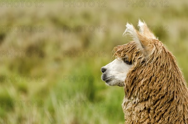Alpaca