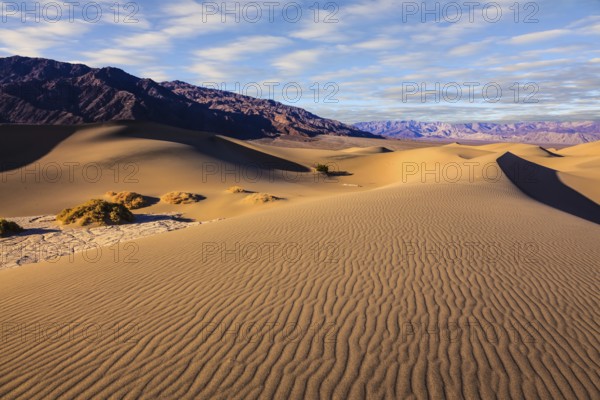 Mesquite Flat Sand Dunes in Death Valley. Small bushes grow in the valleys between the barkhans. Orange light in the morning over sand dunes