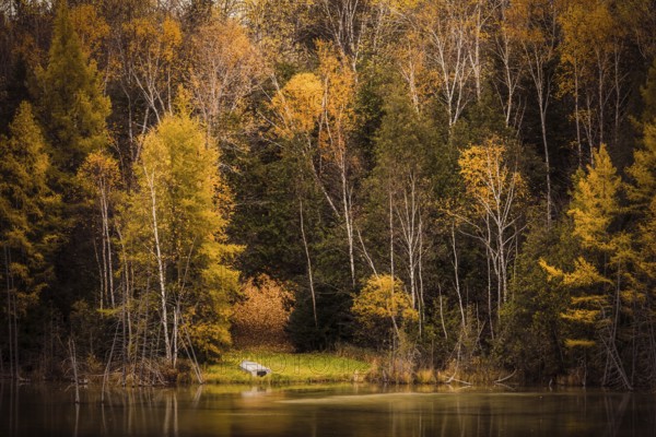 A serene pond reflects the vibrant yellow autumn forest surrounding it in the Ottawa River valley of Ontario, Canada, North America