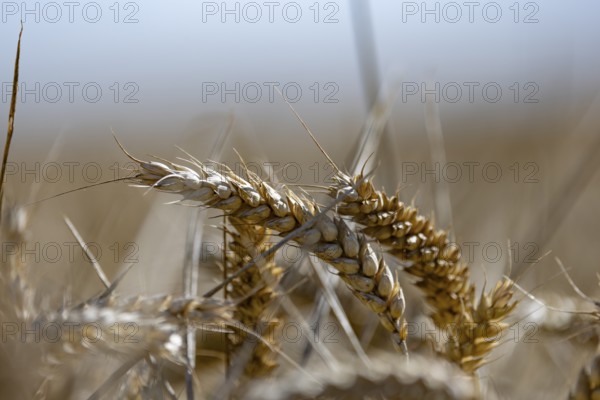 Close-up of ears of wheat in a large, blurred wheat field in sunshine, Coxhill, Shepherdswell, Dover, Kent, United Kingdom, Europe