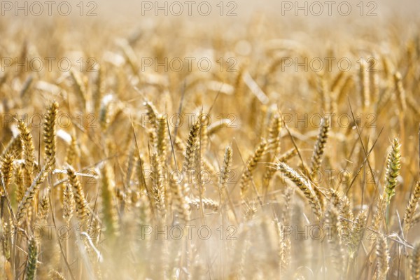 Golden ears of wheat in a field of soft sunlight point to a rich harvest, Coxhill, Shepherdswell, Dover, Kent, United Kingdom, Europe