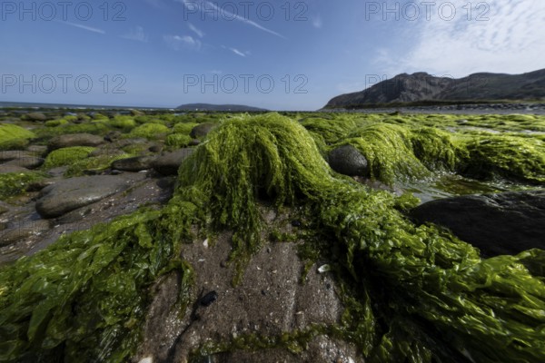 Rocks overgrown with seaweed and aquatic plants on the beach at the edge of Snowdonia National Park, Penmaenmawr, Dwygyfylchi, Caernarfonshire, Conwy County Borough, Wales, United Kingdom, Europe