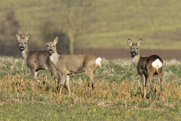 Roe deer (Capreolus capreolus)