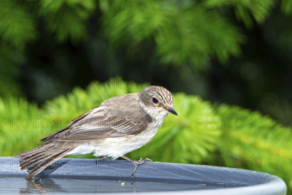 Grey flycatcher (Muscicapa striata)