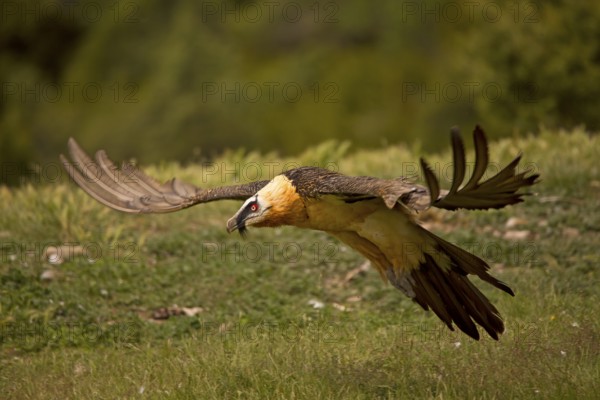 Bearded vulture, flying (Gypaetus barbatu)