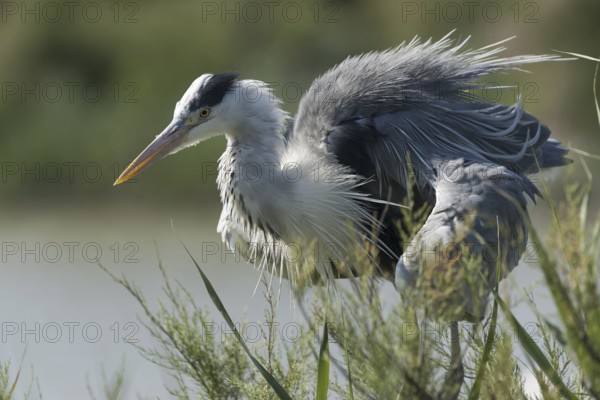 Grey heron (Ardea cinerea)