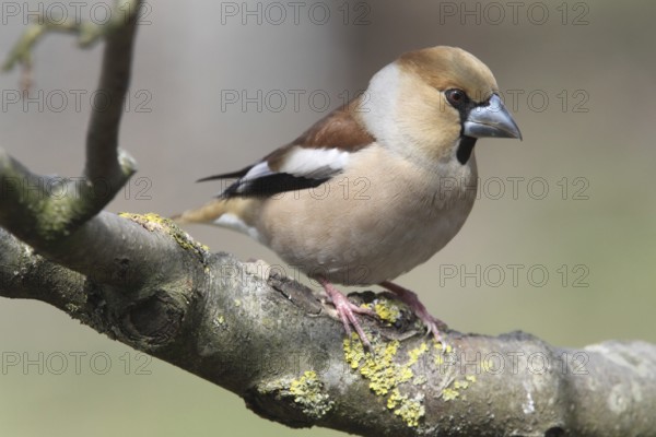 Hawfinch (Coccothraustes coccothraustes)