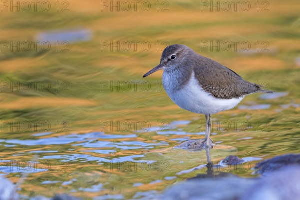 Common sandpiper, sandpiper (Actitis hypoleuco), biotope, habitat, foraging, Lesvos, Greece, Europe