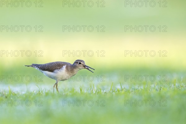 Sandpiper, sandpiper (Actitis hypoleucos), snipe family, snipe, biotope, habitat, foraging in a wet meadow, Al Qurm, Muscat, Oman, Middle East, Asia