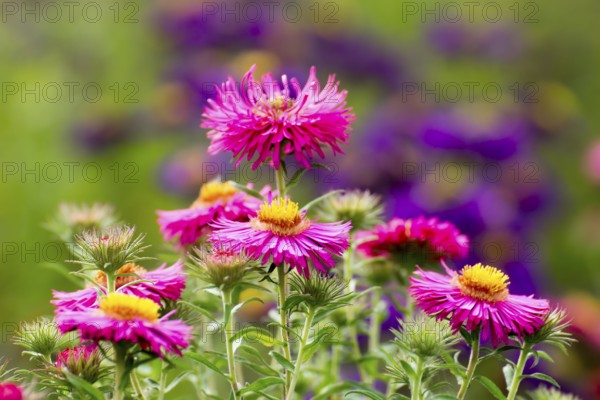 September herb - Aster ericoides