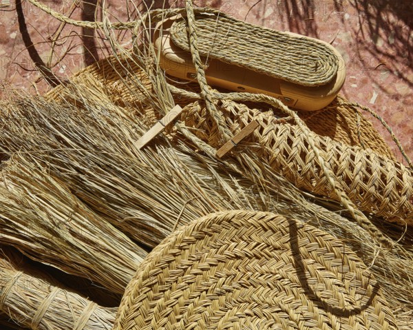 Esparto halfah grass used for crafts as cords basketry and espadrilles