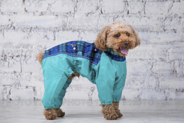 Small funny dog of brown colour with curly hair of toy poodle breed posing in clothes for dogs. Subject accessories and fashionable outfits for pets. Stylish overalls, suit for cold weather for animal