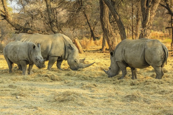 Family of white rhinos. Omaruru reserve, Namibia Africa