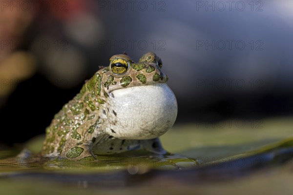 Green toad, Green toad, House toad, Variable toad, Village toad, Variegated toad, (Bufotes viridis), Animals, Frogs, Toad family, Beindersheim, Bad Dürkheim district, Rhineland-Palatinate, Federal Republic of Germany