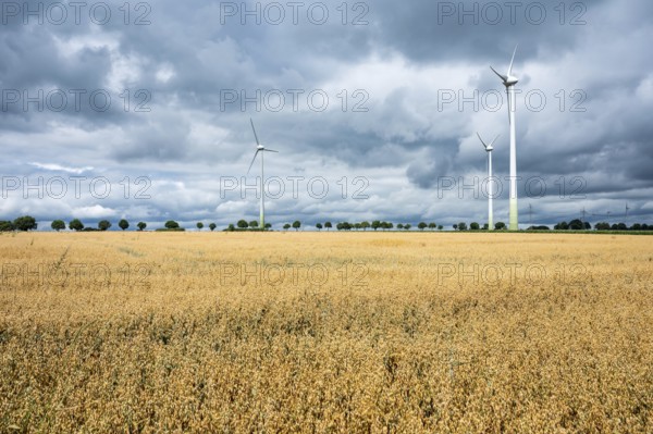 Golden wehat fields and energy generation by wind mills at the German countryside, Bredenau, Lower Saxony, Germany, Europe