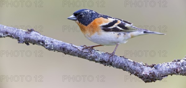 Mountain finch, Northern finch, finch family, (Fringilla montifringilla), animals, birds, songbirds, Varanger Bird Park, Finnmark, Norway, Europe