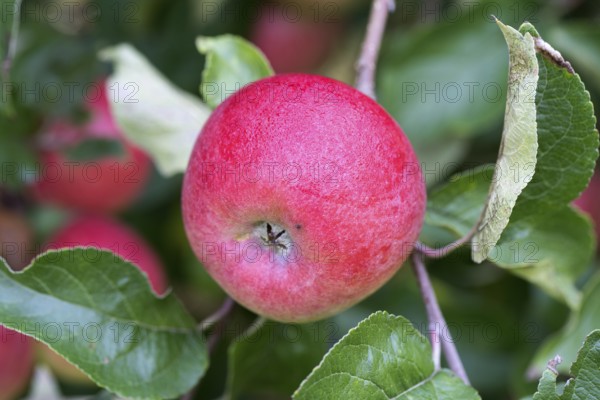 Ostener Kaiserapfel, German apple cultivar, Germany, Europe