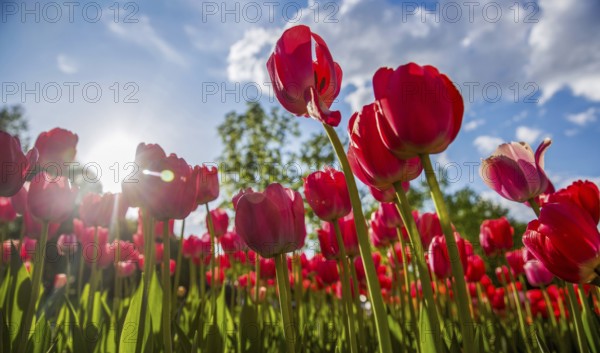 Green Plants : flowers and bushes, Central Gorky Park In Moscow -Downtown, Russian capital