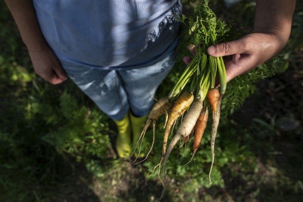 Carrots from small organic farm. Woman farmer hold multi colored carrots in a garden. Concept for bio agriculture